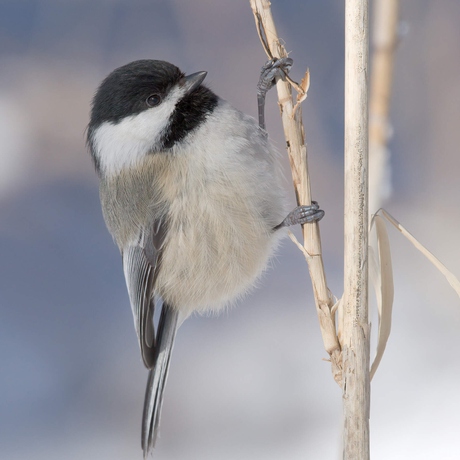 Episode Image for The "Barcodes" Powering These Tiny Songbirds' Memories May Also Help Human Memory