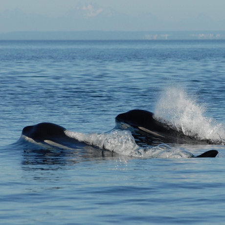 Episode Image for The Evolutionary Mystery Of Menopause ... In Whales